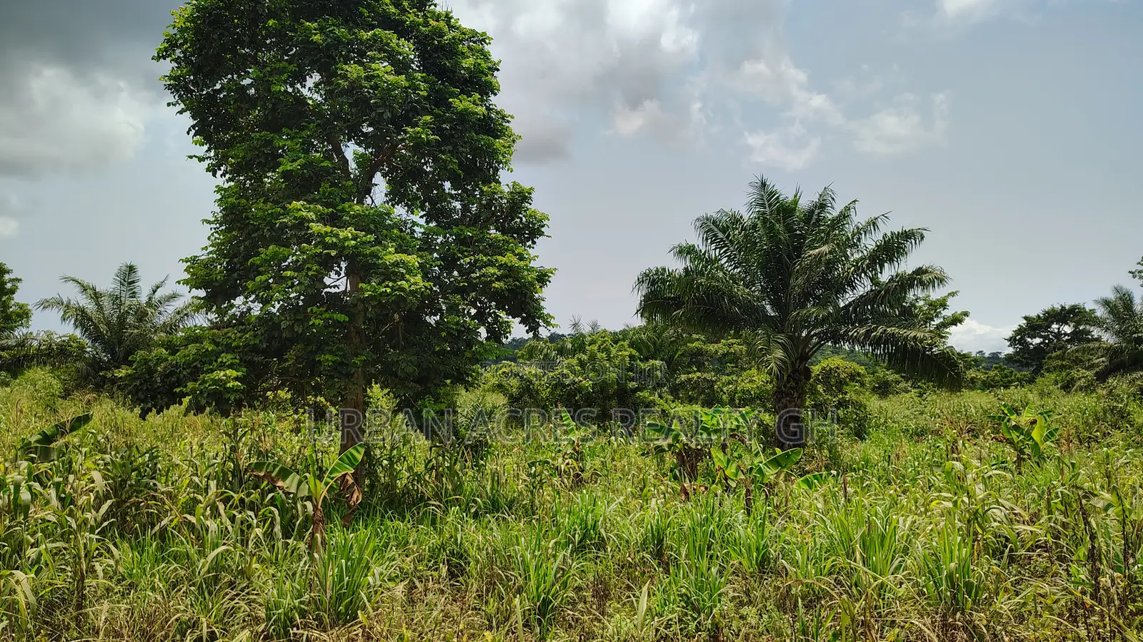 VOLTA REGION, TAFI _ Rent.!!! 400+ Acres Farmland
