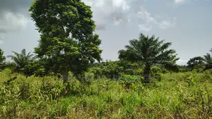 VOLTA REGION, TAFI _ Rent.!!! 400+ Acres Farmland