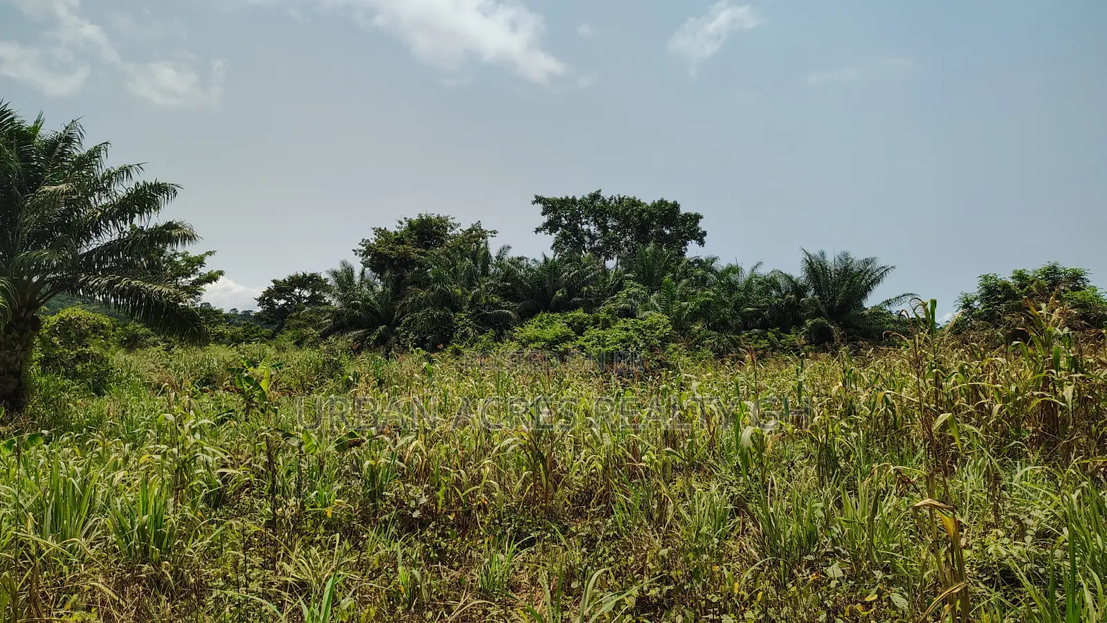 VOLTA REGION, TAFI _ Rent.!!! 400+ Acres Farmland