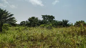 VOLTA REGION, TAFI _ Rent.!!! 400+ Acres Farmland