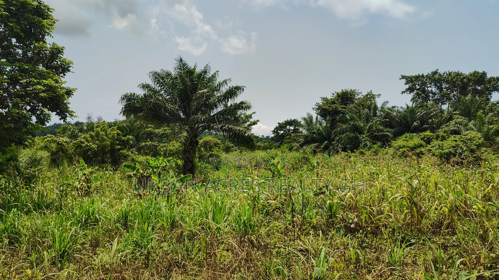 VOLTA REGION, TAFI _ Rent.!!! 400+ Acres Farmland