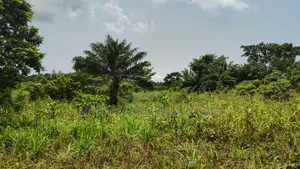 VOLTA REGION, TAFI _ Rent.!!! 400+ Acres Farmland