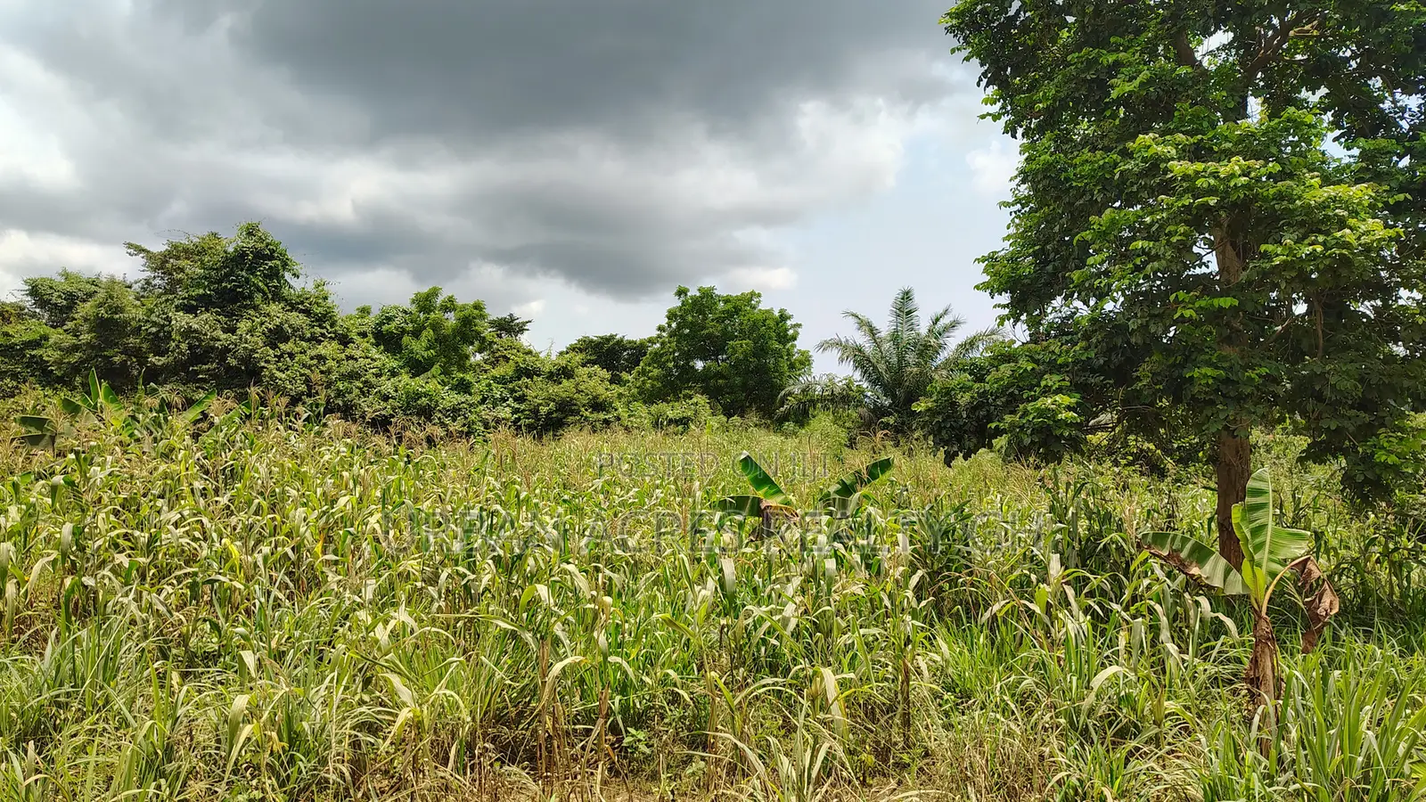 VOLTA REGION, TAFI _ Rent.!!! 400+ Acres Farmland