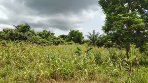 VOLTA REGION, TAFI _ Rent.!!! 400+ Acres Farmland