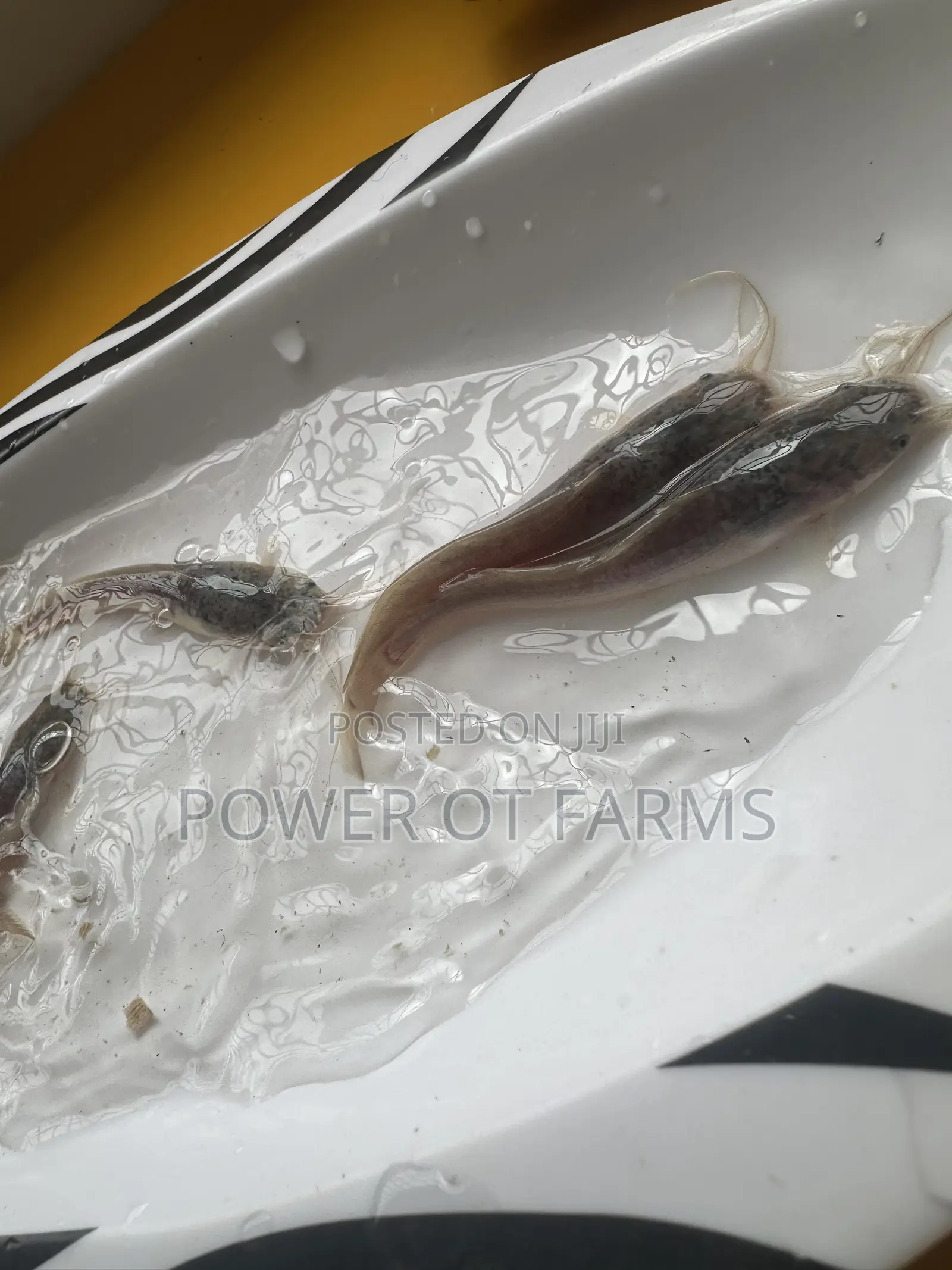 Catfish Fingerlings