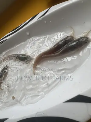 Catfish Fingerlings