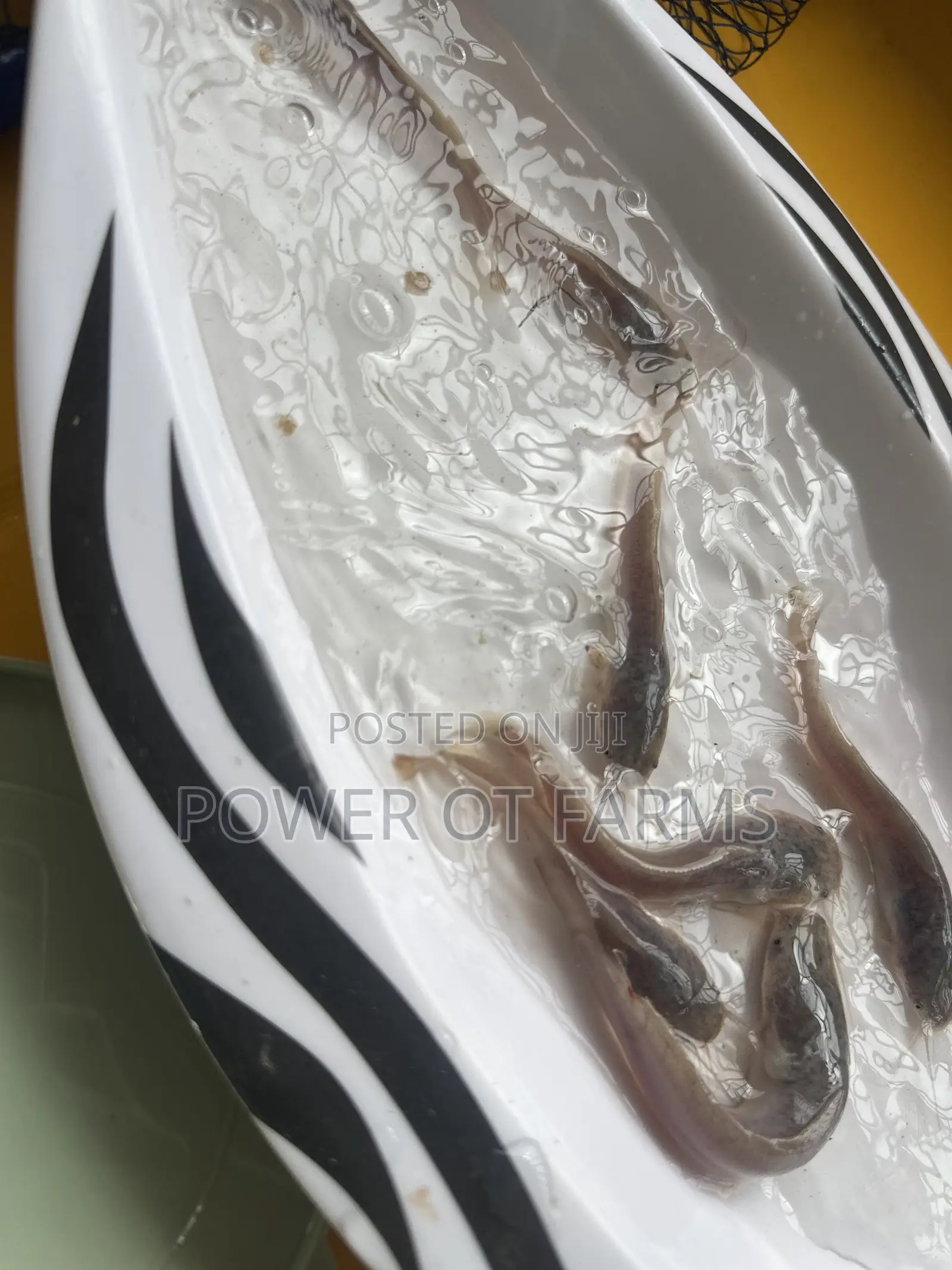 Catfish Fingerlings