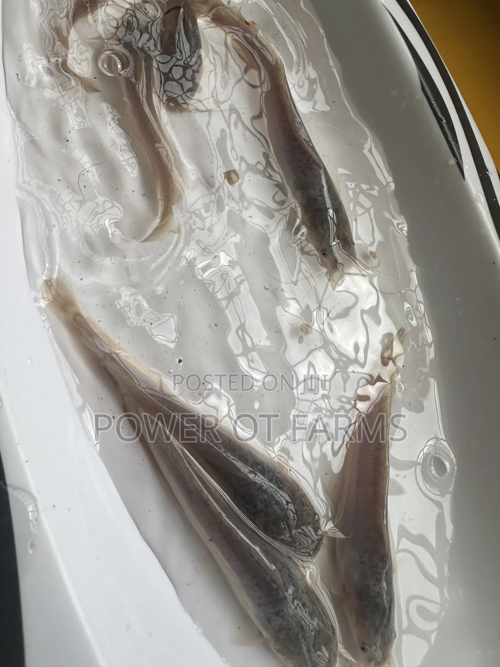Catfish Fingerlings