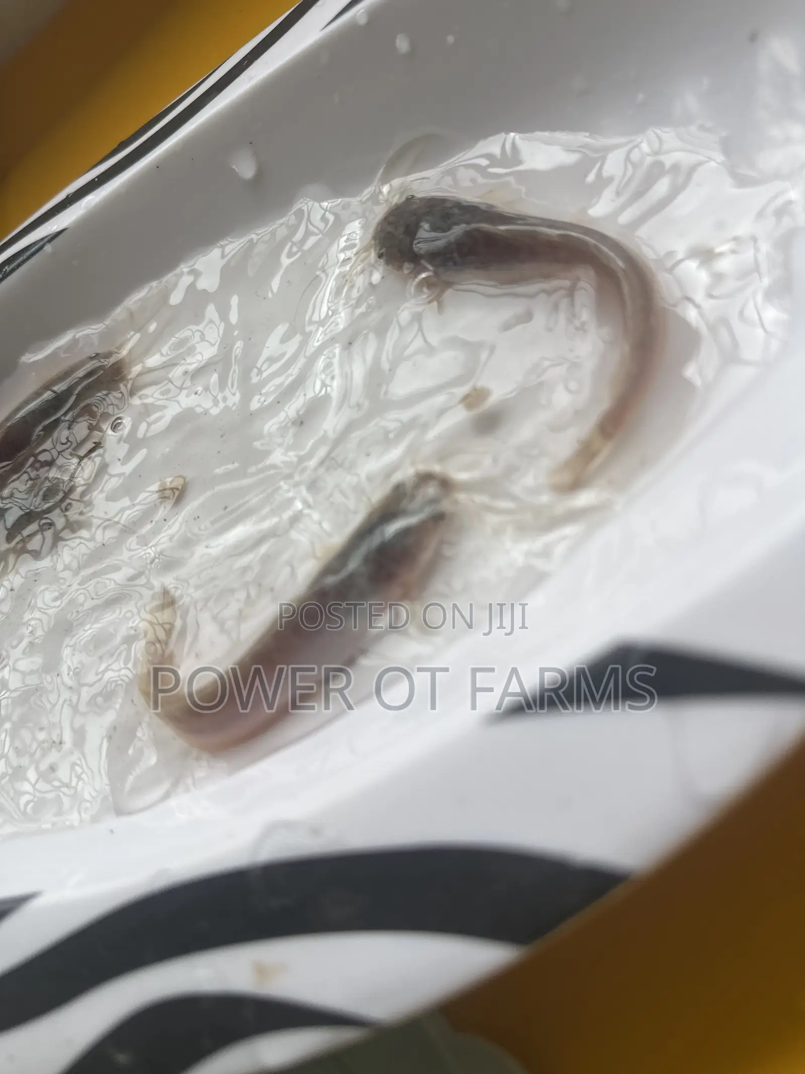 Catfish Fingerlings