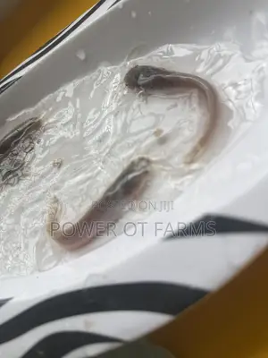 Catfish Fingerlings