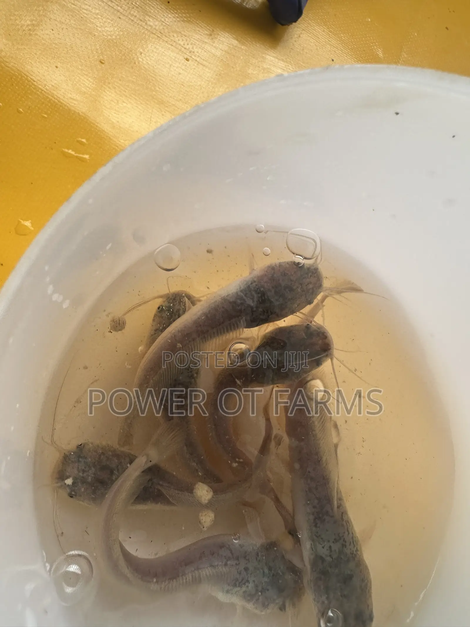 Catfish Fingerlings