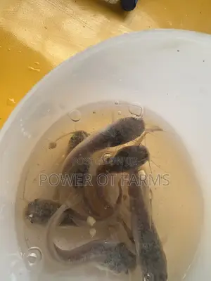 Catfish Fingerlings