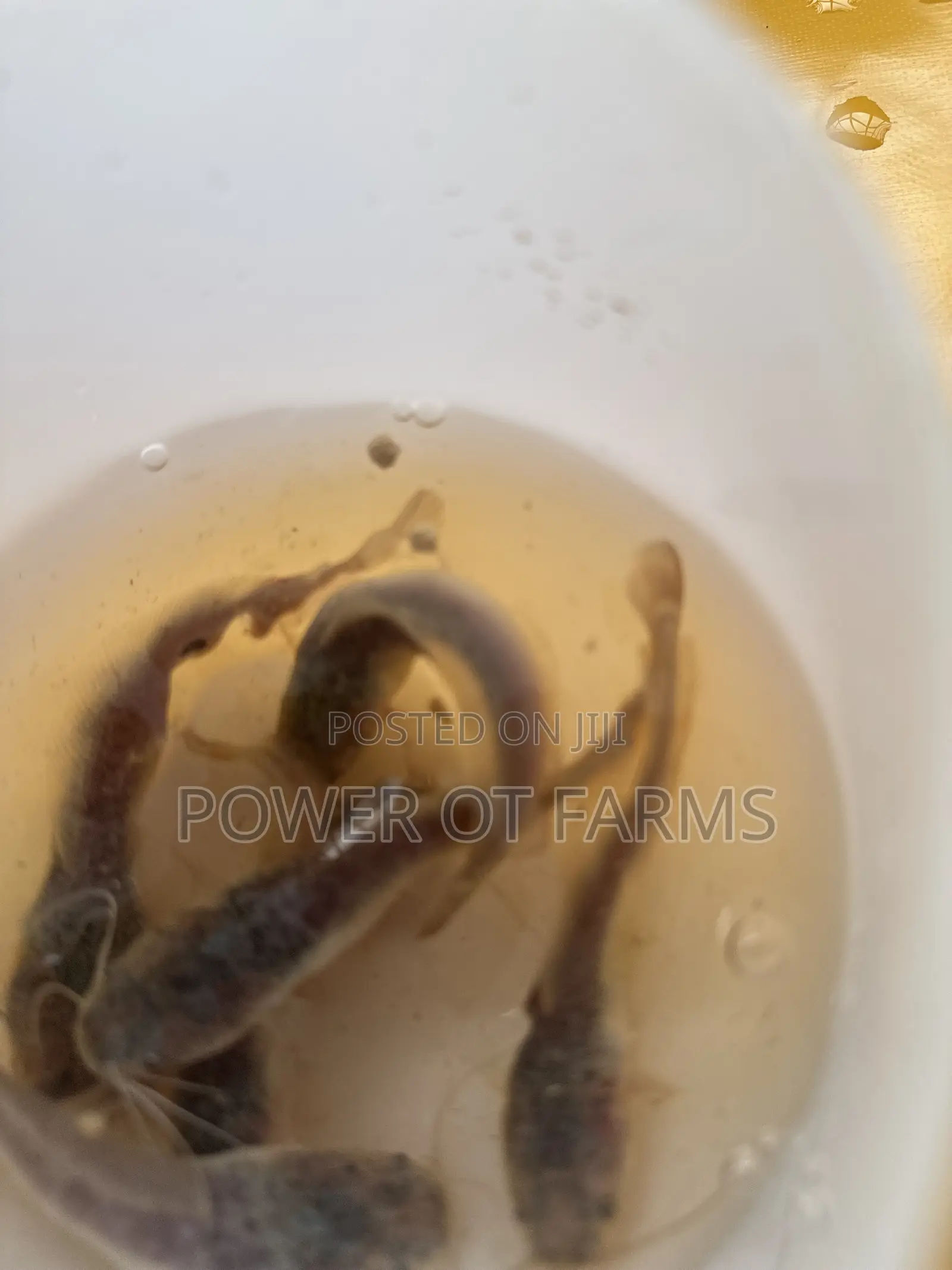 Catfish Fingerlings