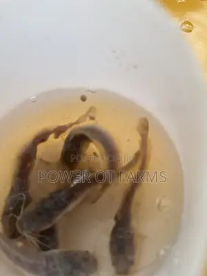 Catfish Fingerlings
