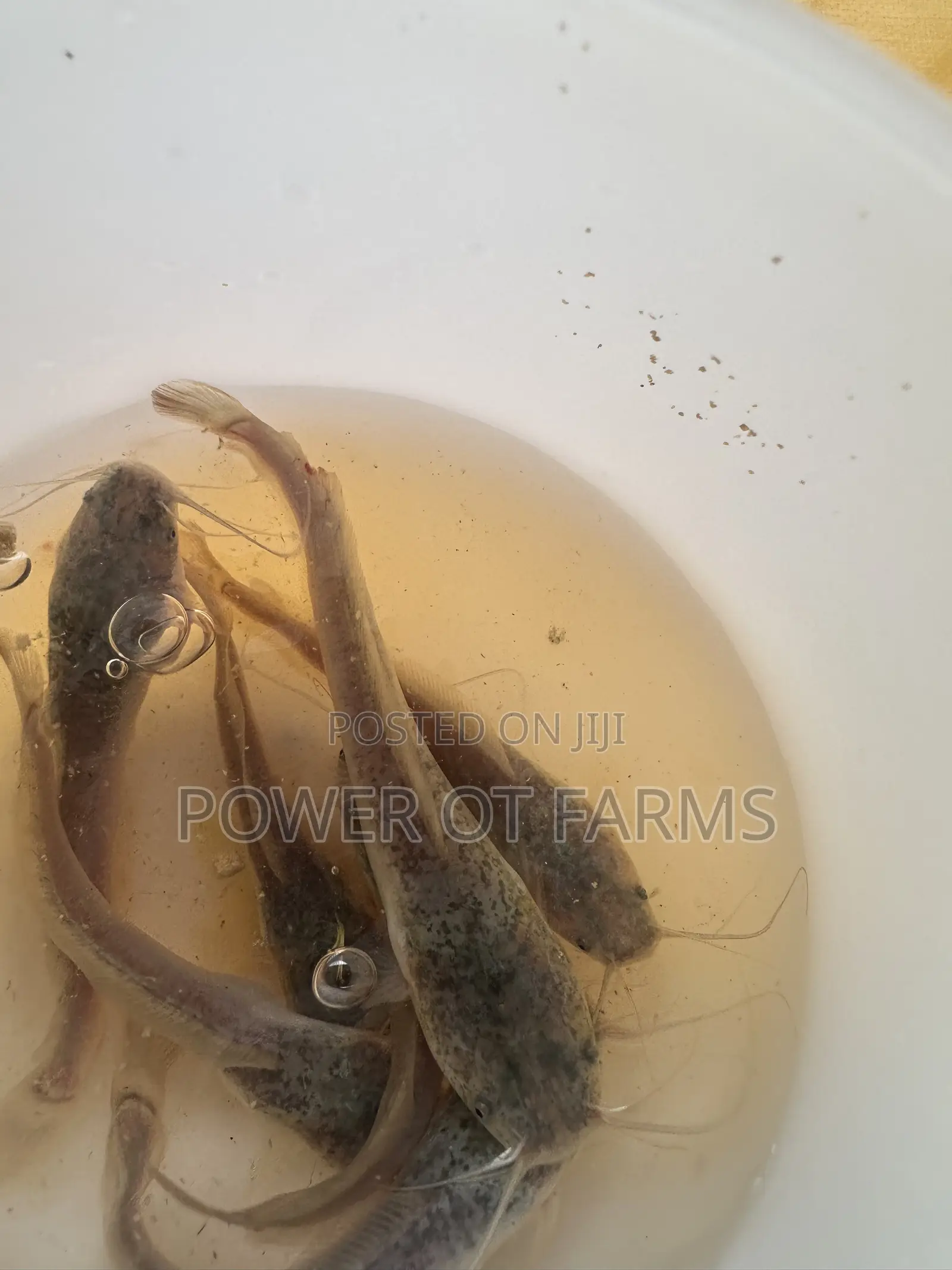 Catfish Fingerlings