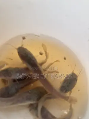 Catfish Fingerlings