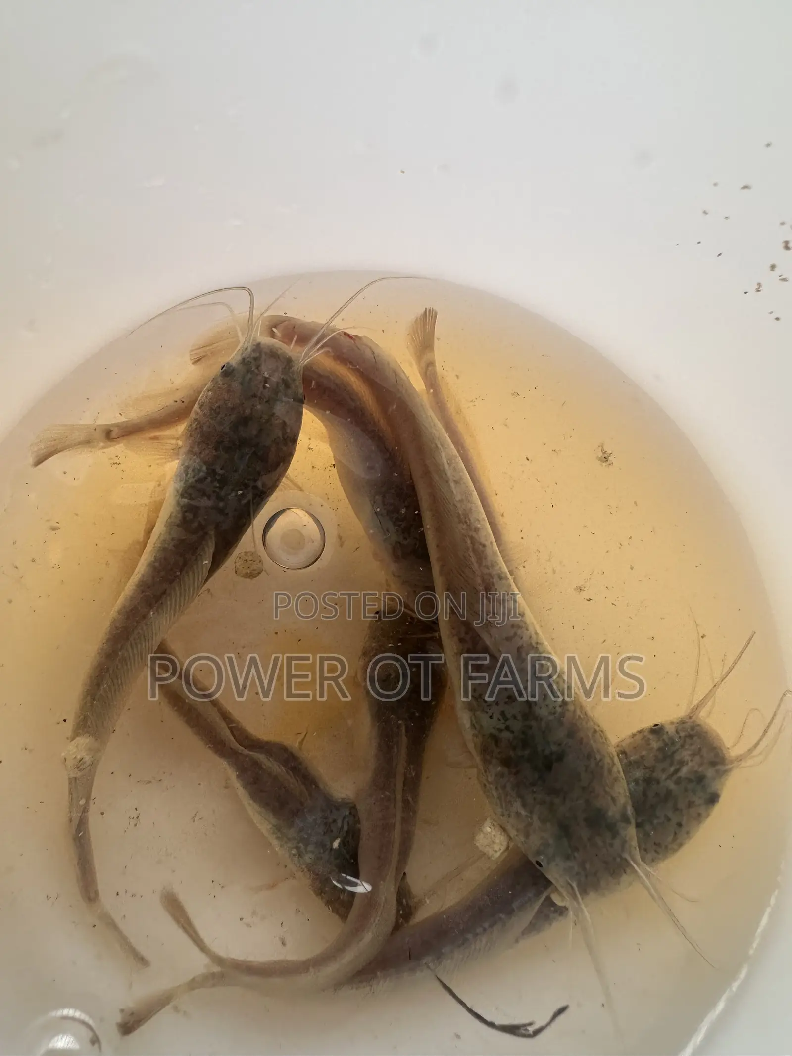 Catfish Fingerlings