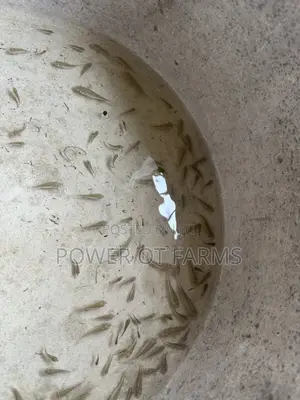 Tilapia Fingerlings