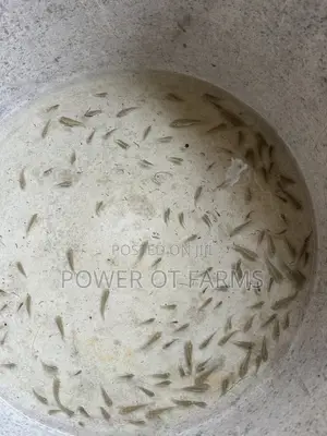 Tilapia Fingerlings