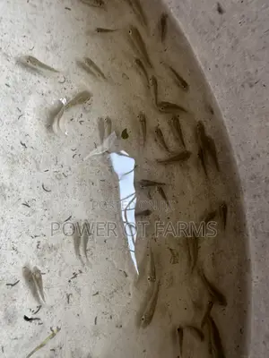 Tilapia Fingerlings