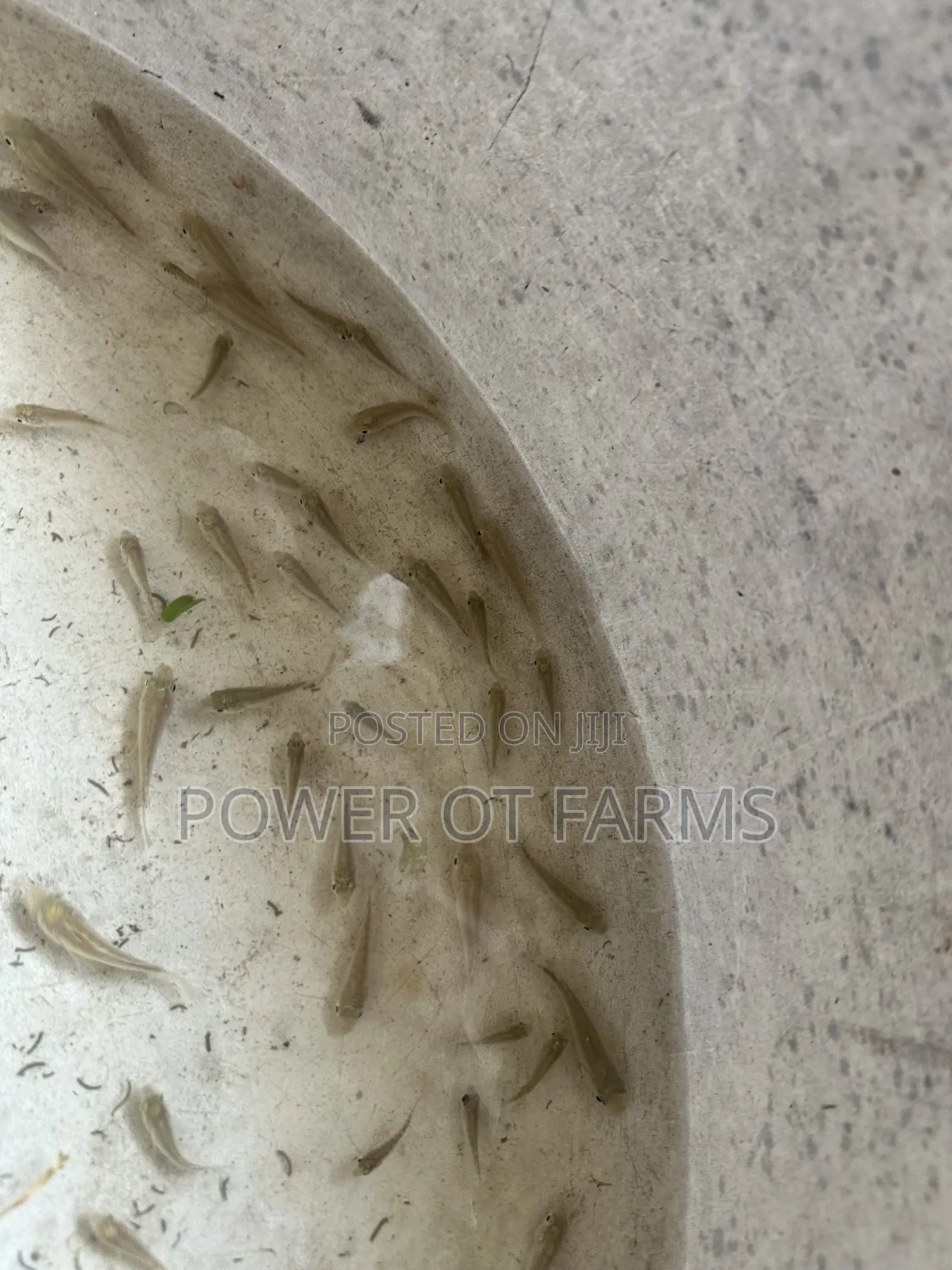 Tilapia Fingerlings