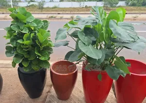 Flower Pot and Plant for Sale