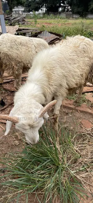 Male Sheep