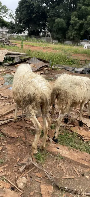 Male Sheep