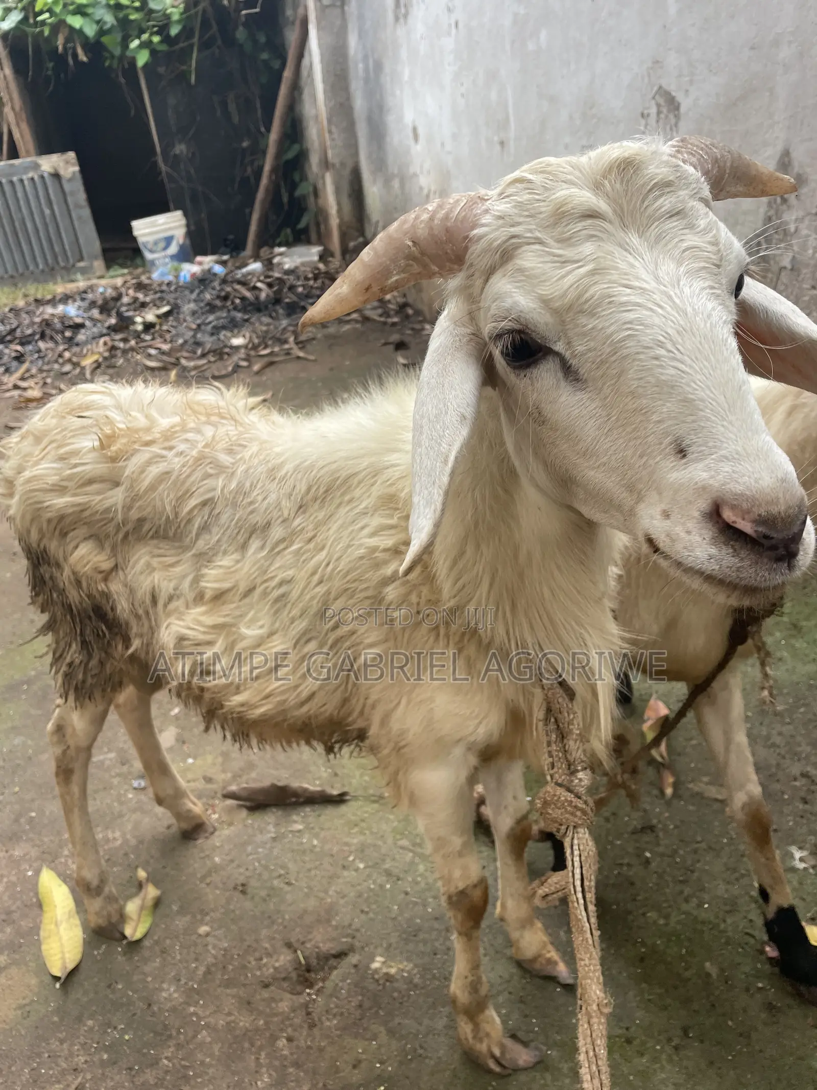 Male Sheep
