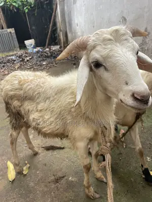 Male Sheep