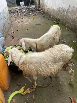 Male Sheep