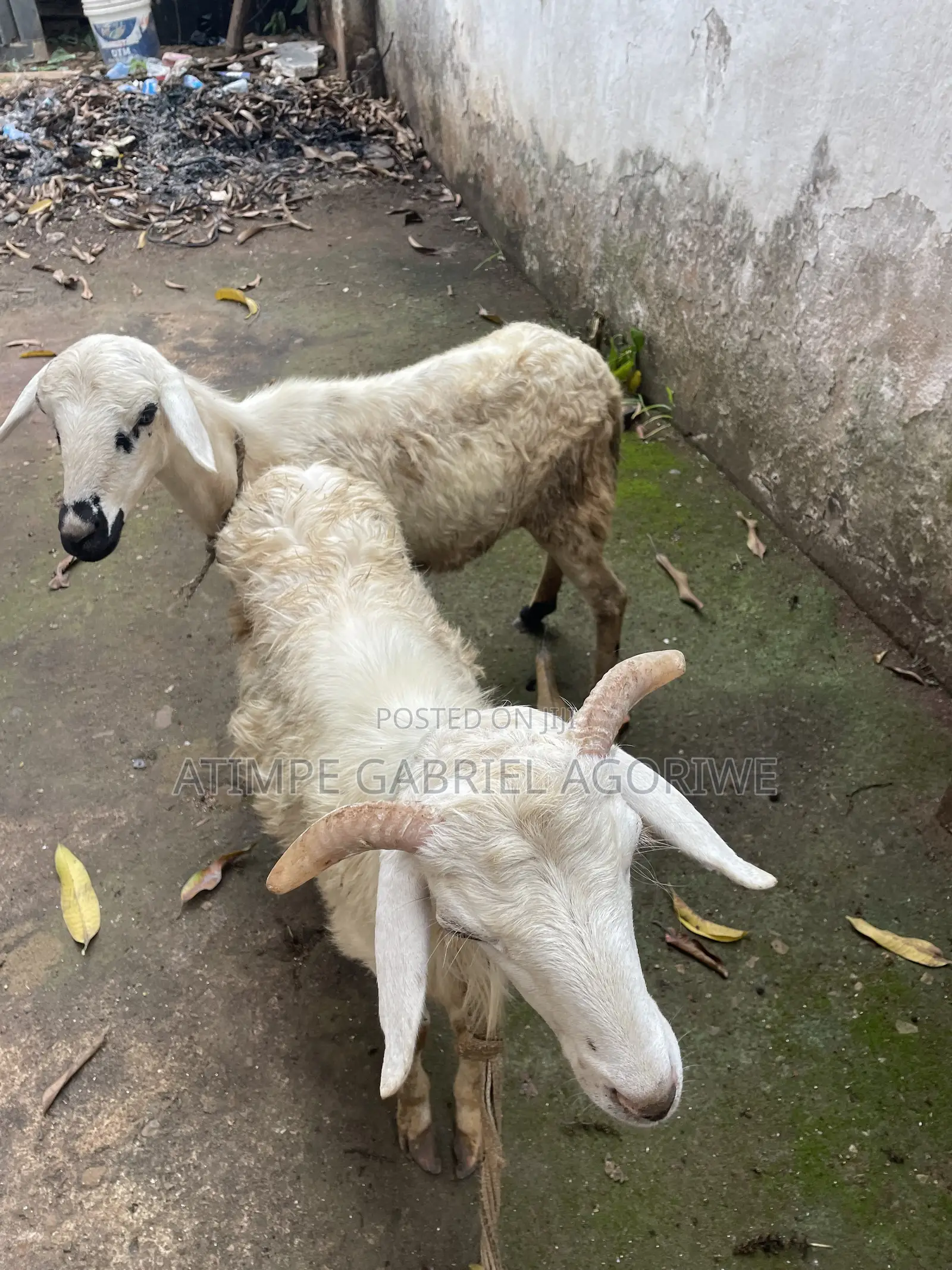 Male Sheep