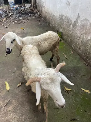 Male Sheep