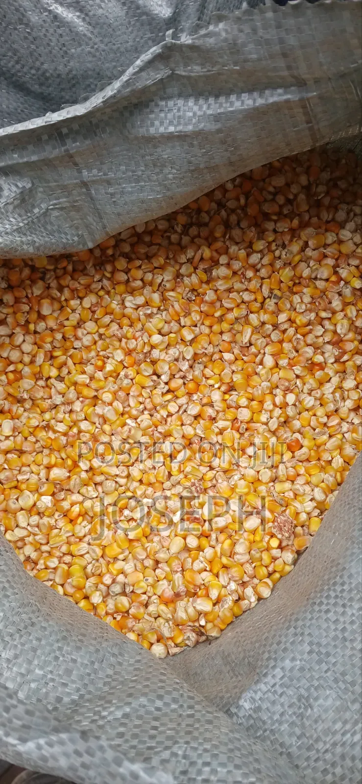 Yellow Maize for Sale in 50kgs