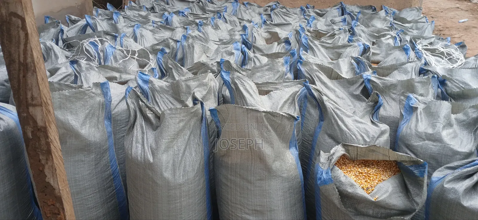 Yellow Maize for Sale in 50kgs