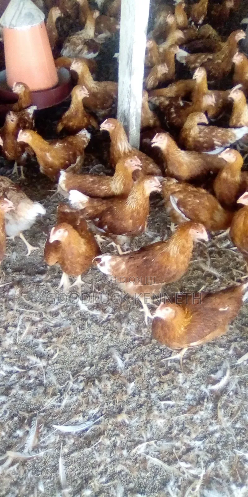 Poultry Farm Manager