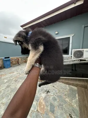 1-3 months Male Purebred German Shepherd