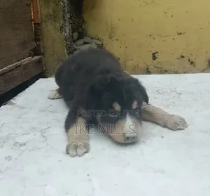 0-1 month Female Mixed Breed Mongrel (No Breed)