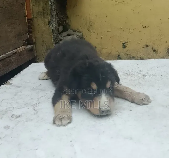 0-1 month Female Mixed Breed Mongrel (No Breed)