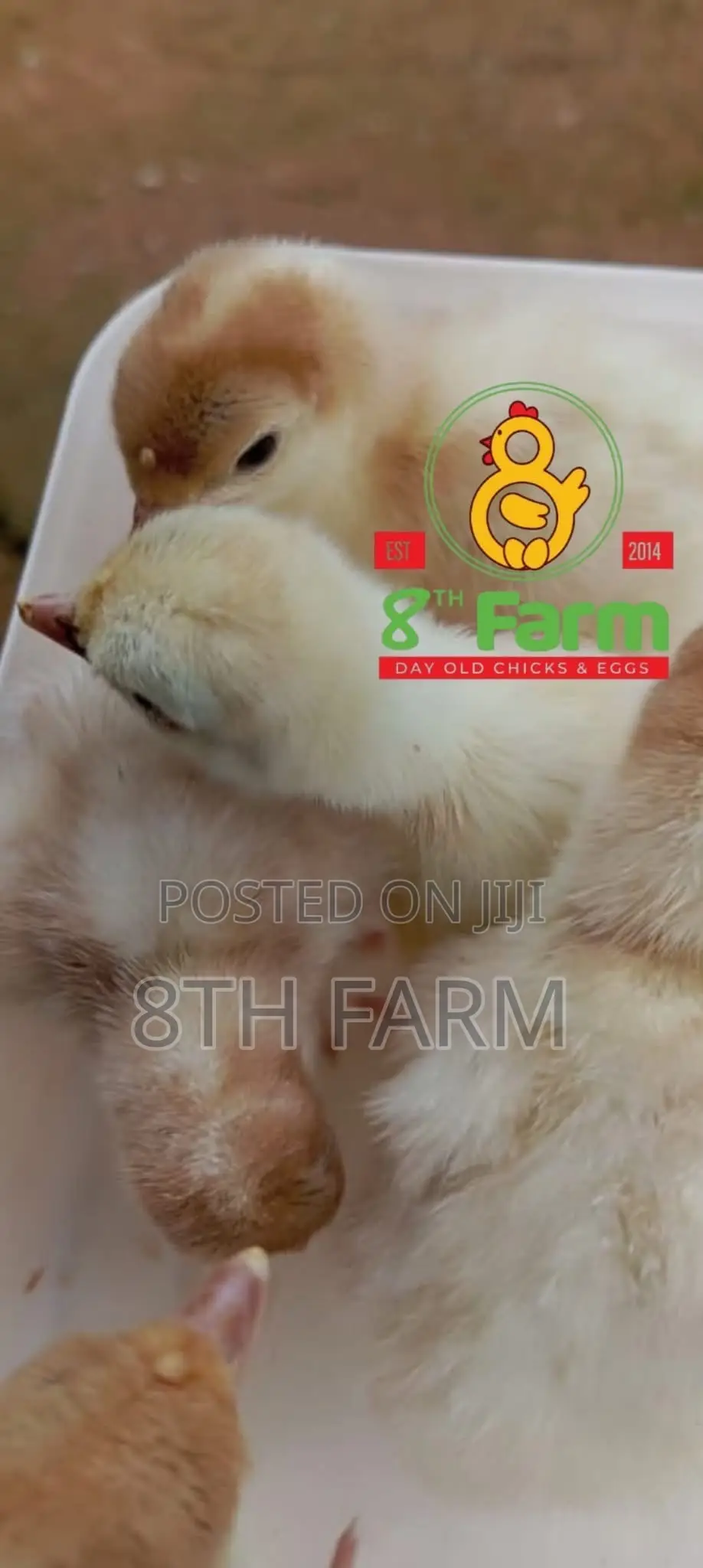 Sale of Day Old Chicks / Poultry/Animal Farming Consultancy