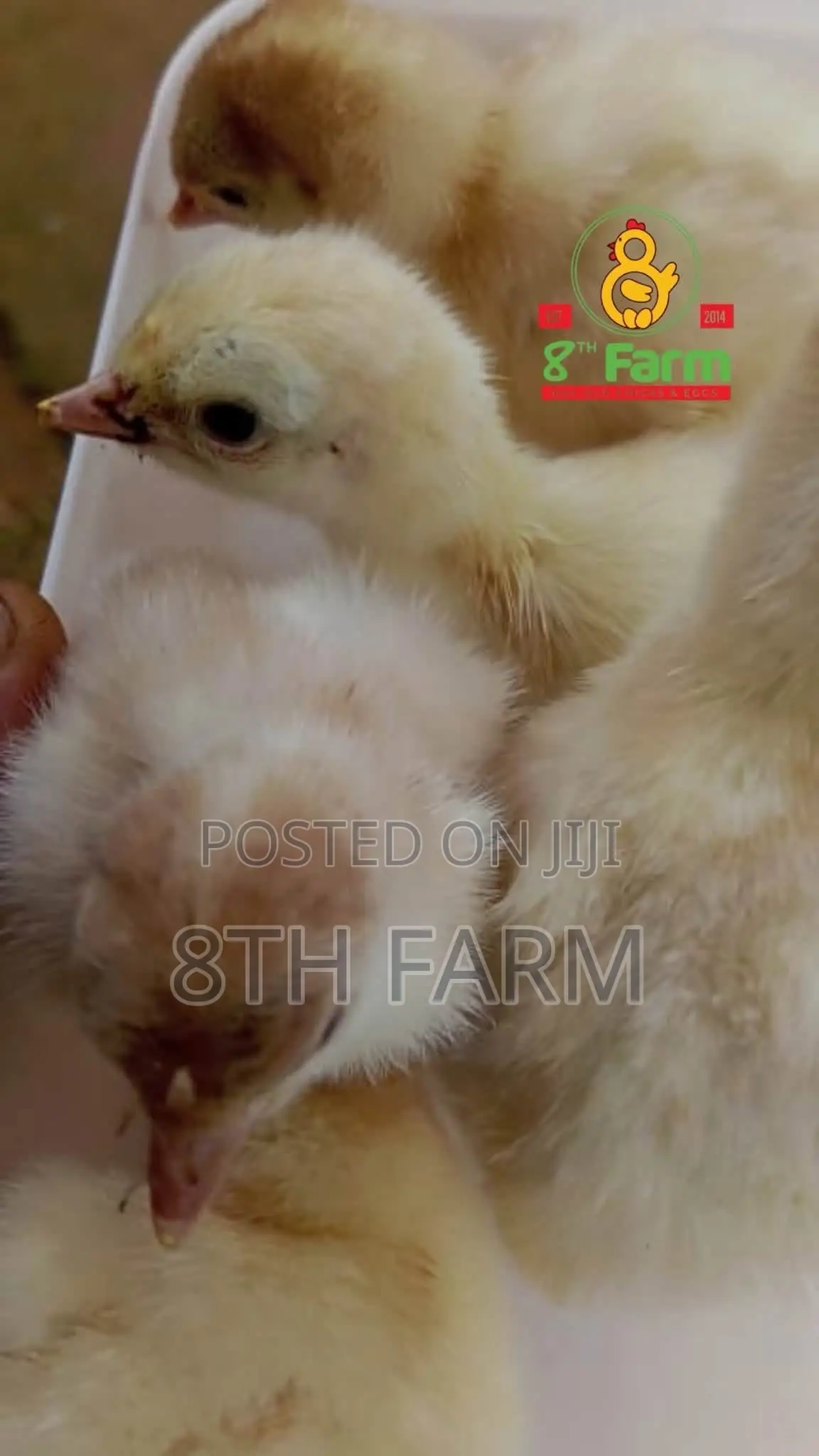 Sale of Day Old Chicks / Poultry/Animal Farming Consultancy