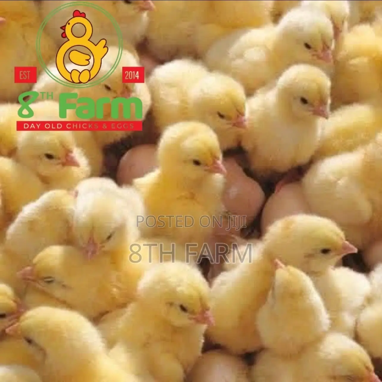 Sale of Day Old Chicks / Poultry/Animal Farming Consultancy