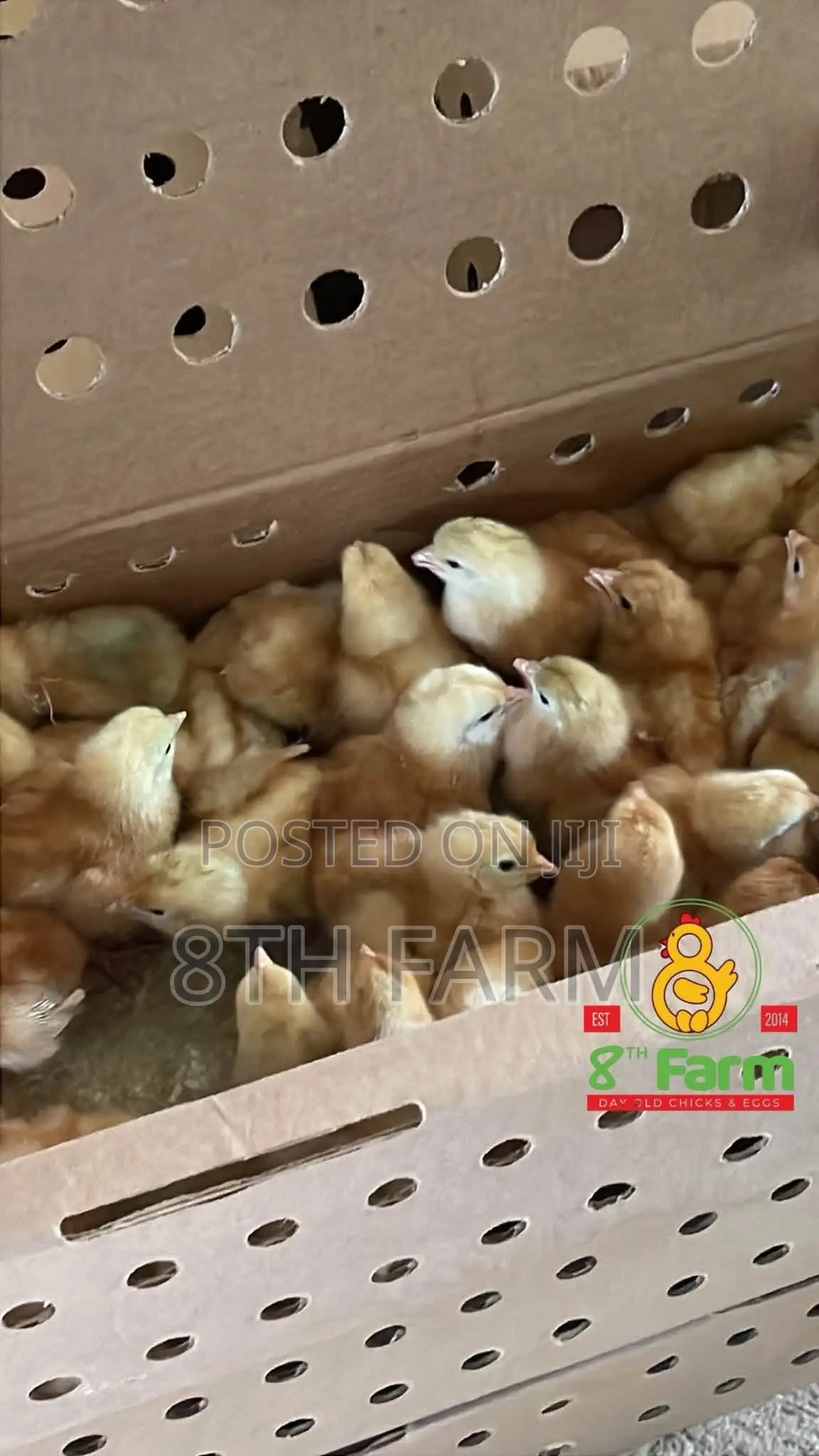 Sale of Day Old Chicks / Poultry/Animal Farming Consultancy