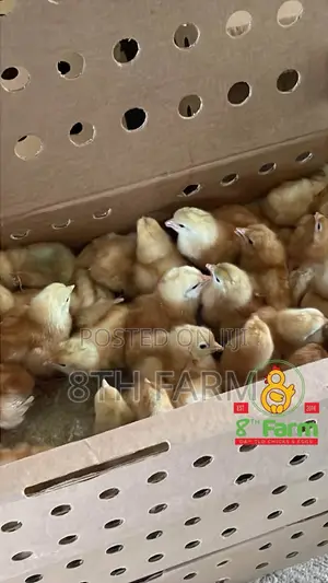 Sale of Day Old Chicks / Poultry/Animal Farming Consultancy