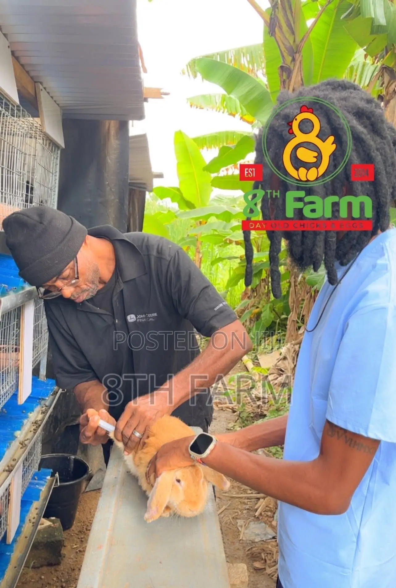 Sale of Day Old Chicks / Poultry/Animal Farming Consultancy