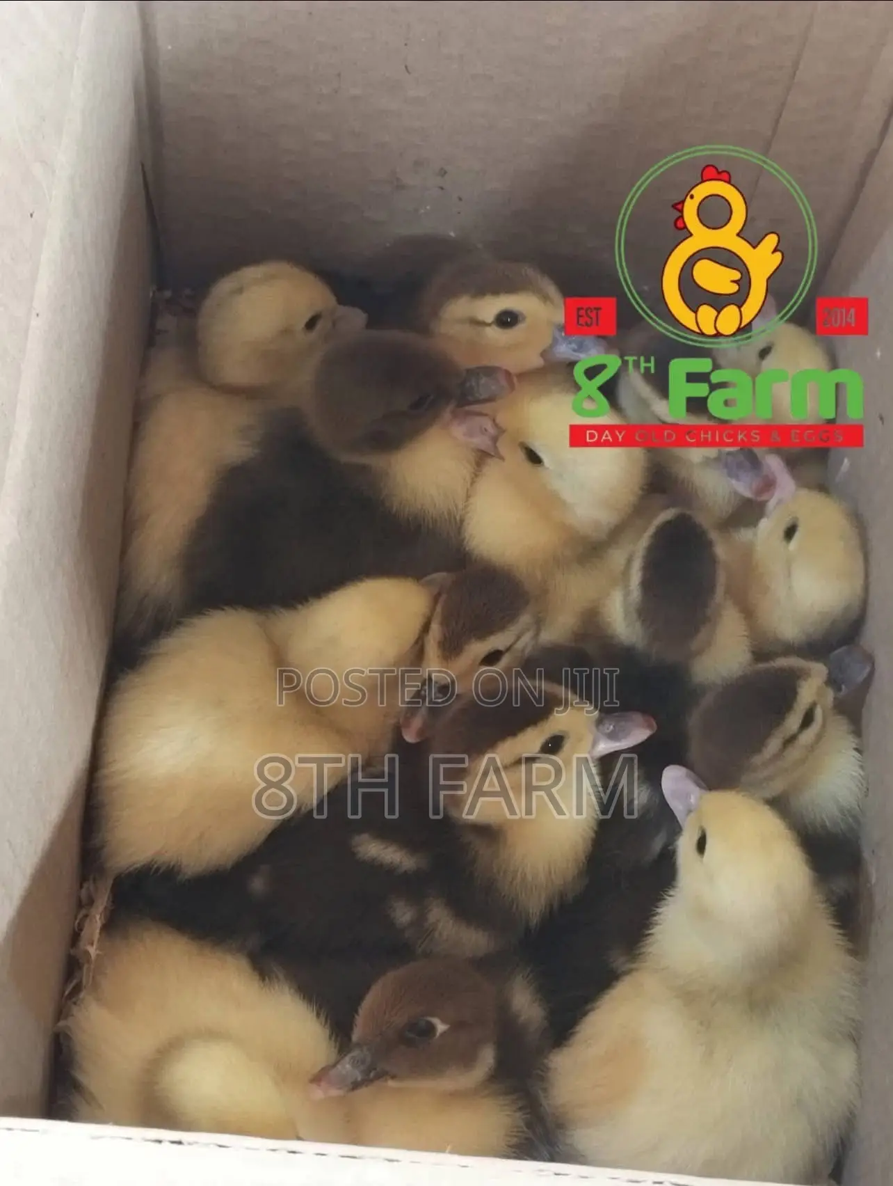 Sale of Day Old Chicks / Poultry/Animal Farming Consultancy