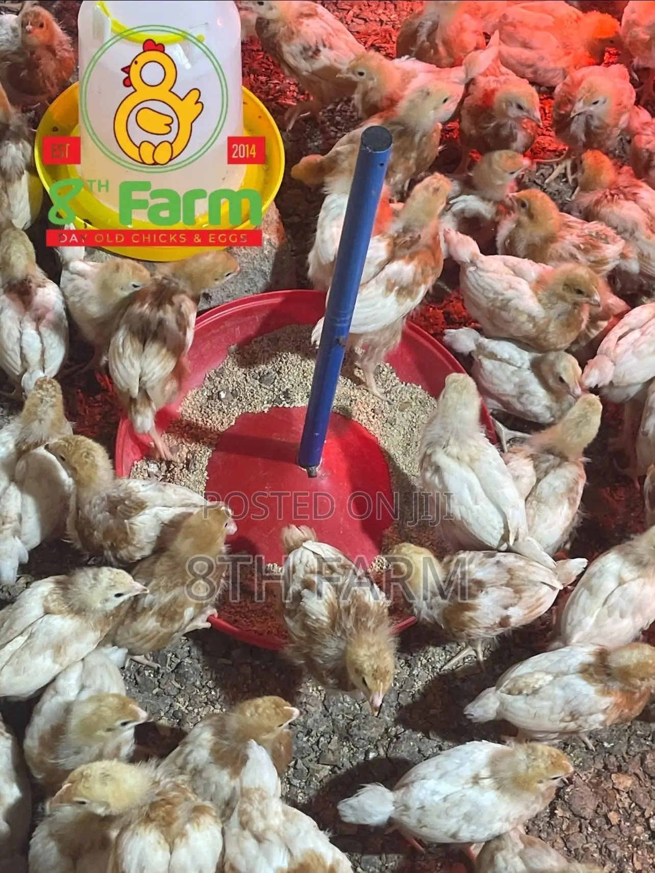 Sale of Day Old Chicks / Poultry/Animal Farming Consultancy
