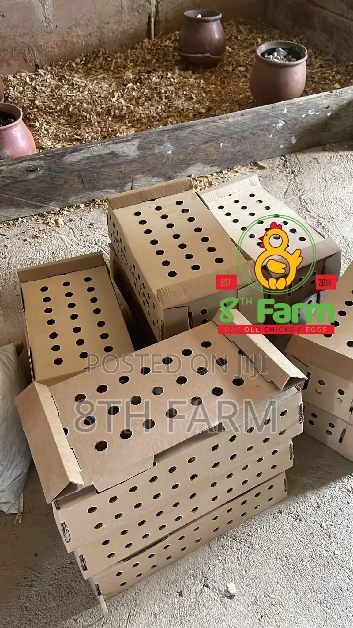 Sale of Day Old Chicks / Poultry/Animal Farming Consultancy