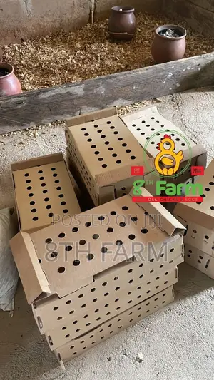Sale of Day Old Chicks / Poultry/Animal Farming Consultancy
