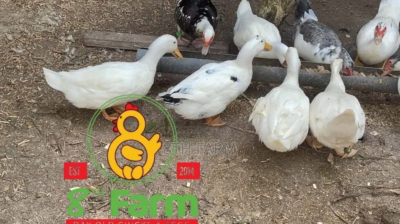 Sale of Day Old Chicks / Poultry/Animal Farming Consultancy